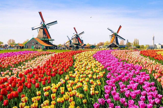 tulpen-nederland_728_xl