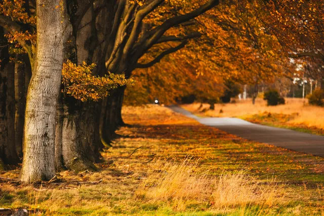 peyman-shojaei-q0RrUlG-c-w-unsplash