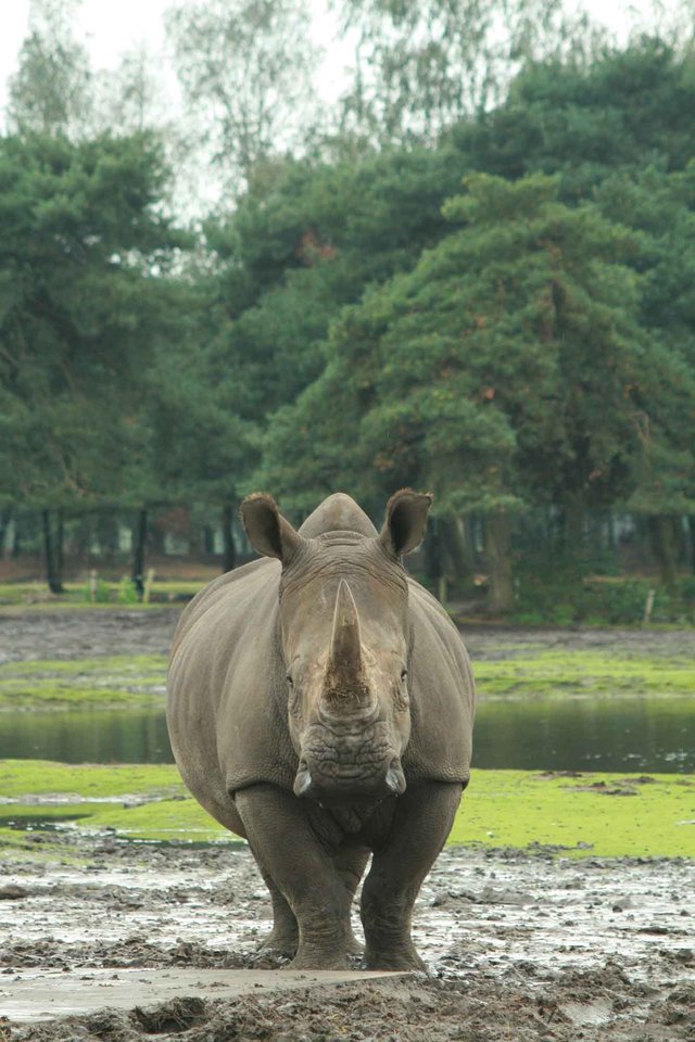 Neushoorn_Rhino_Club