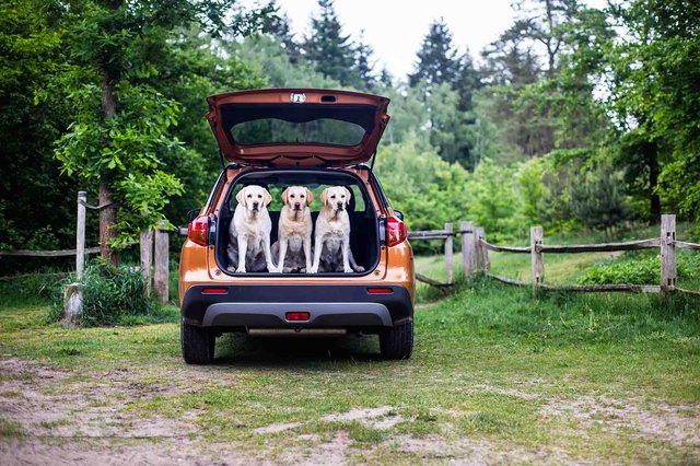 suzuki_vitara_honden